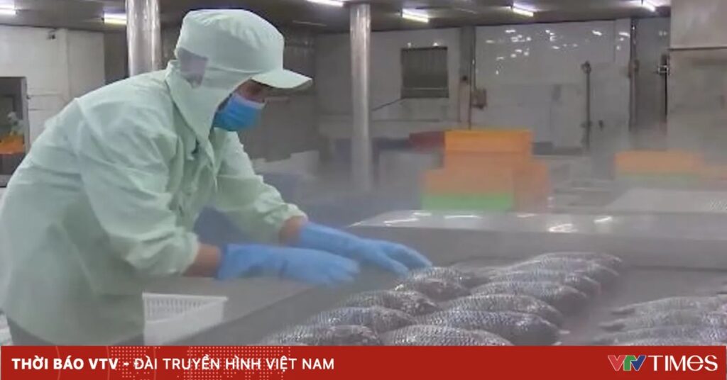越南罗非鱼首次出口日本做刺身，6个月增产101%至7600万美元