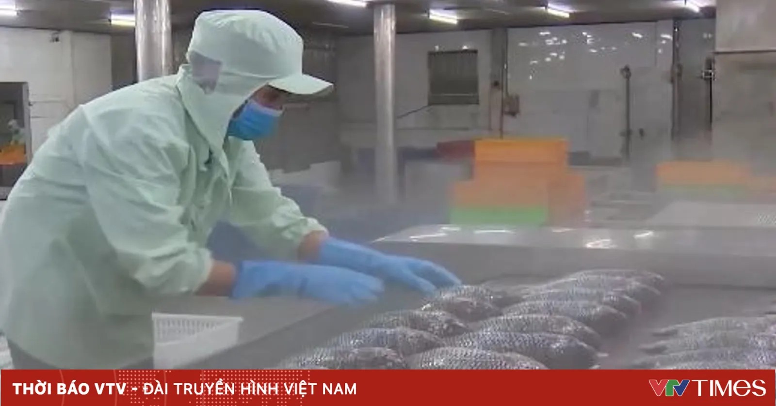 Vietnamese Tilapia Exports Sashimi to Japan, $76M in 6 Months